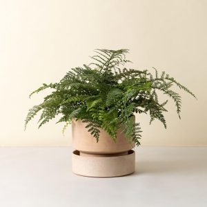 The Hoff Large Pot - Urtepotte - Raw Rose